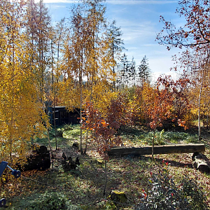 Eurasian lynx exhibit #2