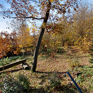 Eurasian lynx exhibit #2