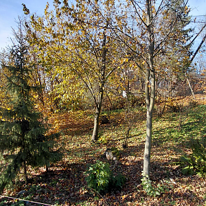 Eurasian lynx exhibit #2