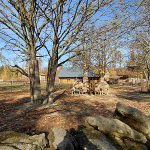 Bactrian camel exhibit