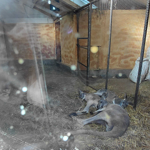 Red kangaroo indoor exhibit #1