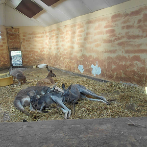 Red kangaroo indoor exhibit #2