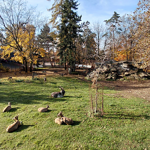 Markhor exhibit