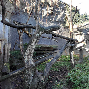 Binturong outdoor exhibit