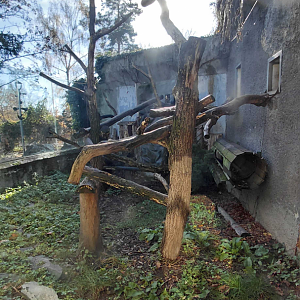 Binturong outdoor exhibit
