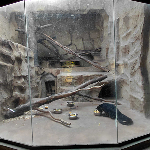Binturong indoor exhibit