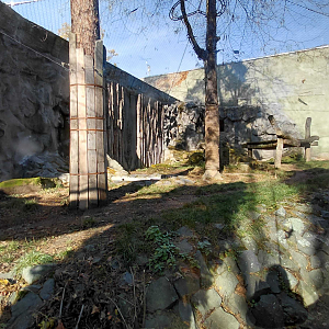 Jaguar outdoor exhibit