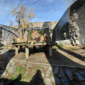 Barbary lion outdoor exhibit #1