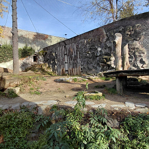 Barbary lion outdoor exhibit #1