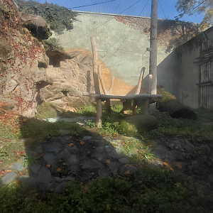 Barbary lion outdoor exhibit #2