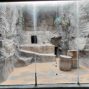 Barbary lion indoor exhibit #2