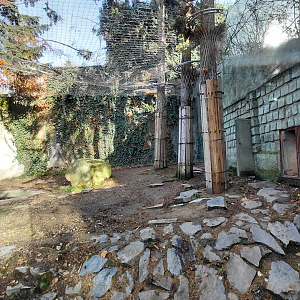 Siberian tiger outdoor exhibit