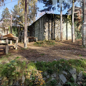 Siberian tiger outdoor exhibit