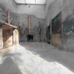 Siberian tiger indoor exhibit