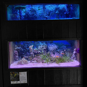 Salt water tanks