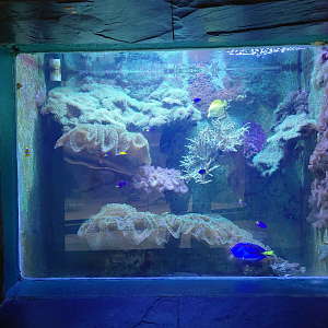 Salt water tank