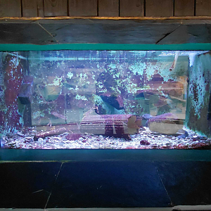 Epaulette shark tank