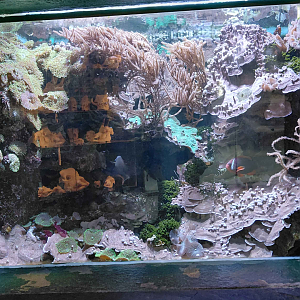 Salt water tank