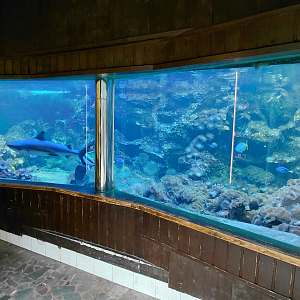 Blacktip reef shark tank