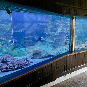 Blacktip reef shark tank