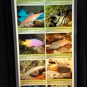 Fish tank - species list #1