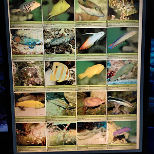 Fish tank - species list #2
