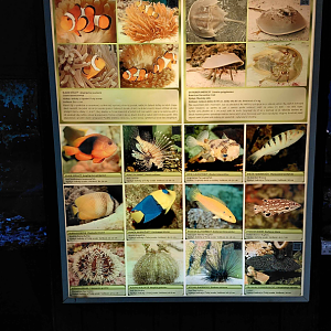 Fish tank - species list #3