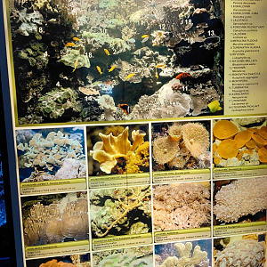 Fish tank - species list #4