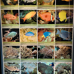 Fish tank - species list #5