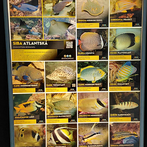 Fish tank - species list #6