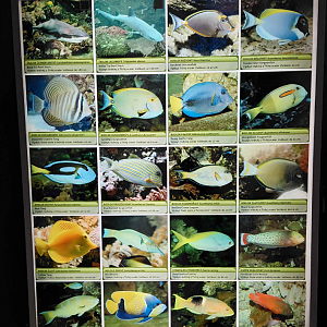 Fish tank - species list #7