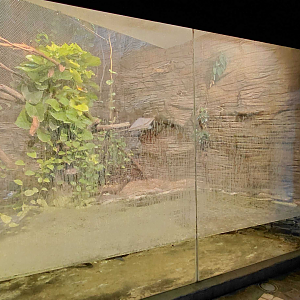 Crocodile + marmoset exhibit