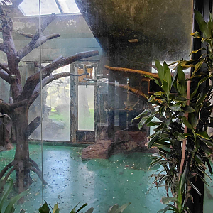 Monkey + tamandua indoor exhibit