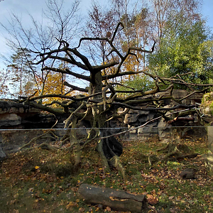Sloth + tamandua outdoor exhibit