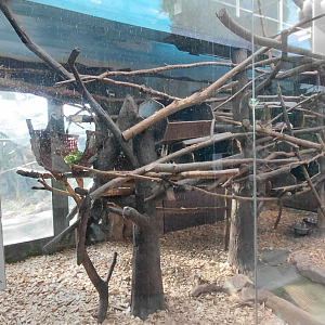 Sloth + tamandua indoor exhibit