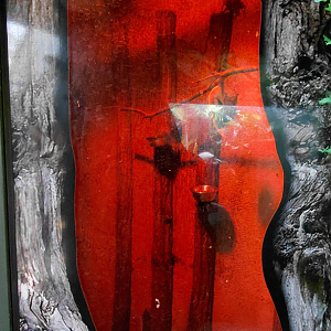 Pale spear-nosed bat exhibit