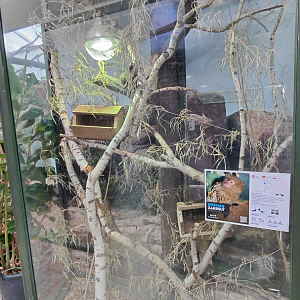 Eastern pygmy marmoset exhibit #1