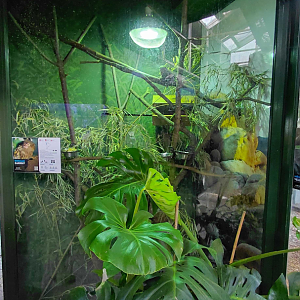 Eastern pygmy marmoset exhibit #2