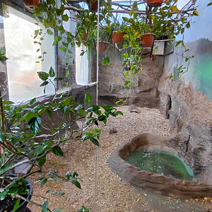 Giant anteater indoor exhibit #1