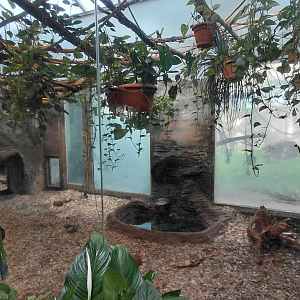 Giant anteater indoor exhibit #2