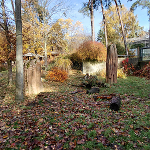 Giant anteater outdoor exhibit