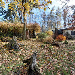 Giant anteater outdoor exhibit