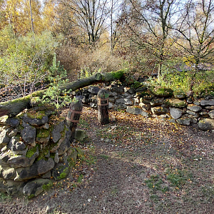 White-lipped peccary exhibit