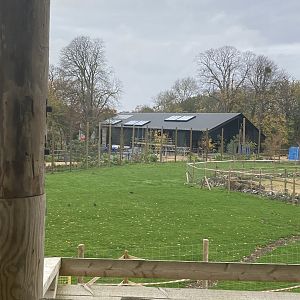 Western Lowland gorilla house