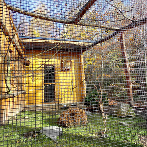 Magpie + pheasant aviary