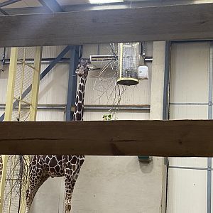 Reticulated giraffe