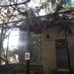 Mixed macaw aviary 011125