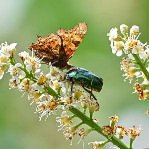 Comma + Rose chafer
