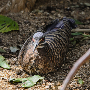 Sunbittern