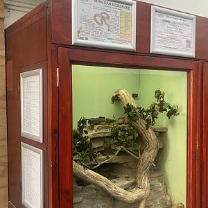 Reptile House - Sinaloan milksnake exhibit 011125